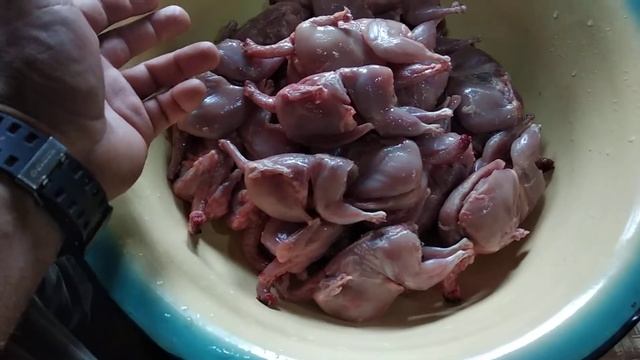 Забой перепелов // отличие пород // разочарован в японском перепеле // затариваюсь на зиму