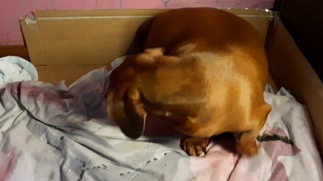 Начало родов у собаки, признаки родов, советы. Есть 2 часть смотрите мои видео.