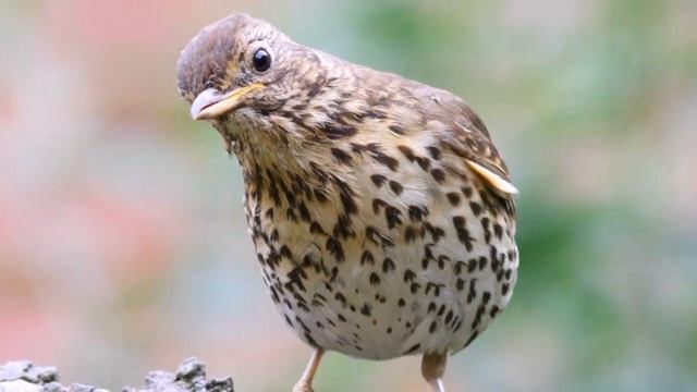 Дрозд пение. Звуки природы. Пение дрозда. Пение птиц в лесу. Релакс видео.