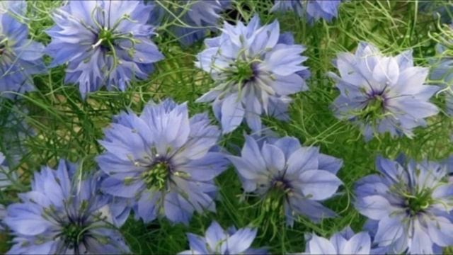 Идеальное растение для вашего сада