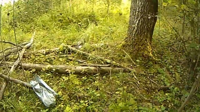 Поход за грибами. Сбор грибов.