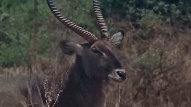 Nat Geo WIld Wildlife of AFRICA Documentary HD