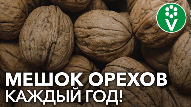 ПРОВЕРЕННЫЙ способ посадки ГРЕЦКОГО ОРЕХА из семян!
