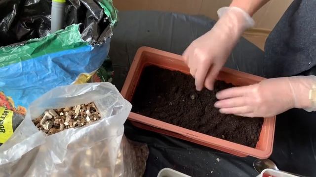 Выращивание ТЮЛЬПАНОВ к 8 МАРТА. Тюльпаны выращивание. Как сажать Тюльпаны.