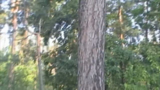 Фортуна М 3 ПРИБОРНЫЙ ПОИСК Новые лесные НАХОДКИ №115