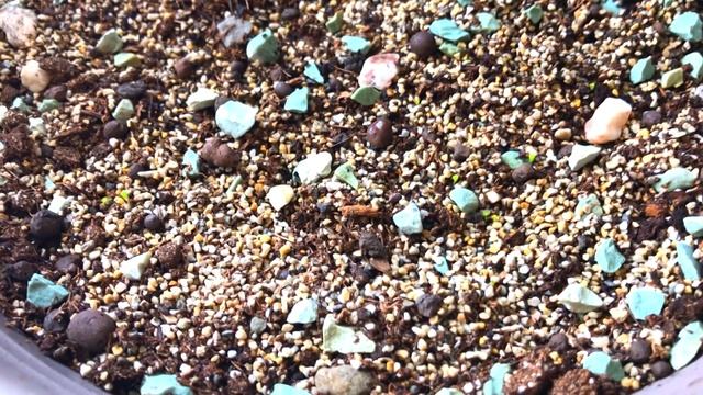 Как вырастить ЛИТОПСЫ ИЗ СЕМЯН. Тонкости выращивания СЕЯНЦЕВ ЛИТОПСОВ