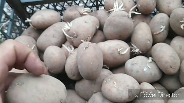 Лучший сорт картофеля,для хранения до лета/Результат хранения картофеля в летнее время/июнь
