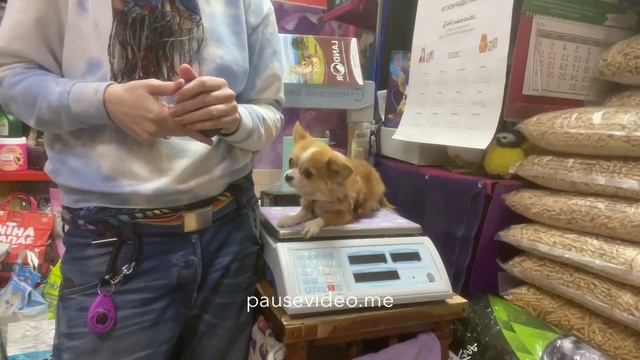 Как вычёсывать собаку или кошку. Фурминатор. Правила.