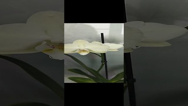 Орхидея.mp4