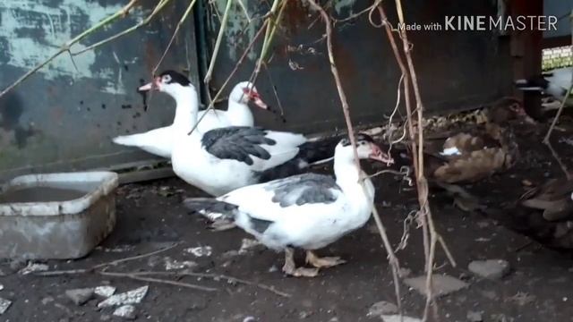 Мускусные утки тяжёлой линии