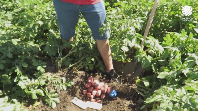 Сорт картофеля Мемфис с красной кожурой.