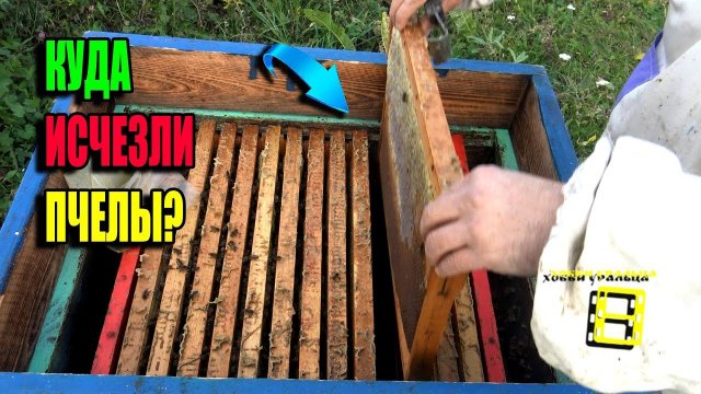 ЭТУ ЗИМУ ПЕРЕЖИВУТ НЕ ВСЕ СЕМЬИ! ОКОНЧАТЕЛЬНОЕ СОКРАЩЕНИЕ ГНЕЗД. ЛЮБИТЕЛЬСКОЕ ПЧЕЛОВОДСТВО 23-39
