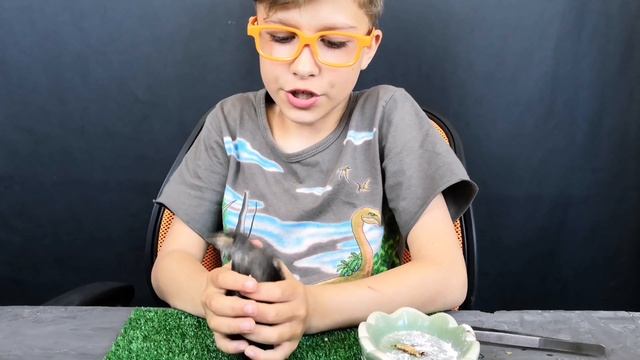 КАК ВЫКОРМИТЬ ПТЕНЧИКА СКВОРЦА