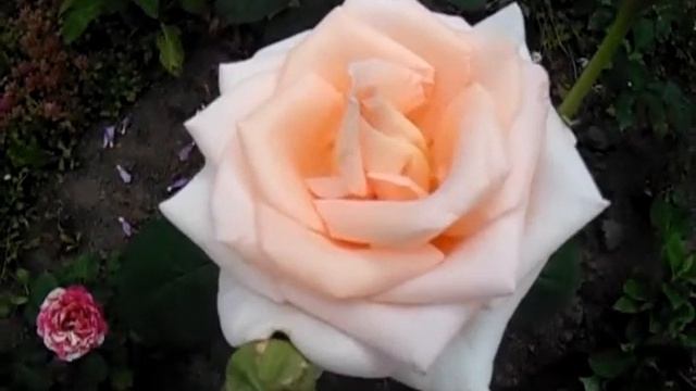 Роза Версилия. Versilia (NIRpventyel)NIRP International Франция, 1996