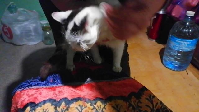 Жизнь в деревне. Обрабатываем ранку