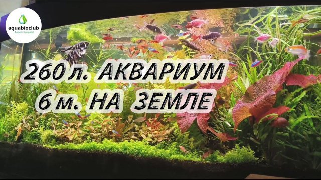 Обзор 260 л. аквариума 6 м. на земле и без подмен.