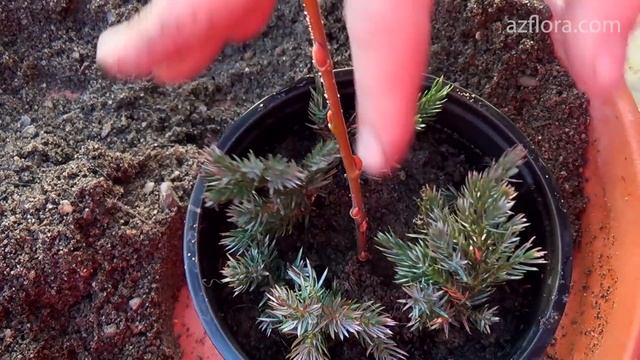 РАЗМНОЖЕНИЕ МОЖЖЕВЕЛЬНИКА | СЕКРЕТЫ ЧЕРЕНКОВАНИЯ ХВОЙНЫХ РАСТЕНИЙ