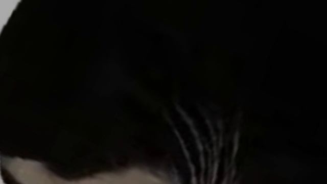 кот Максвелл крутится 03:12 мем