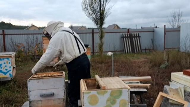 Объединение слабых пчелиных семей осенью