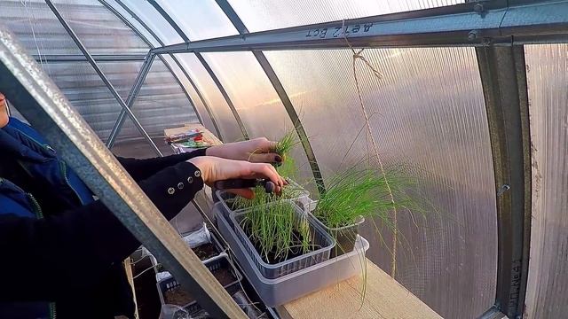 Лук-порей по природному. 100% результат. От посева до сбора урожая