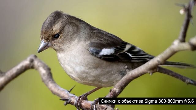 ТОП-5 Самых БОЛЬШИХ объективов