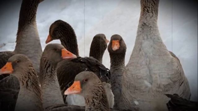 Когда начинают нестись домашние гуси