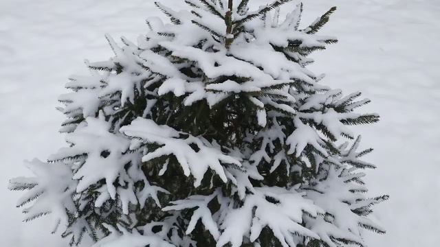 деревенский дневник очень многодетной мамы/цирк