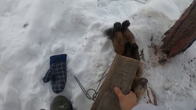 Поймал соболя на колбасу. Самодельная КУЛЕМКА