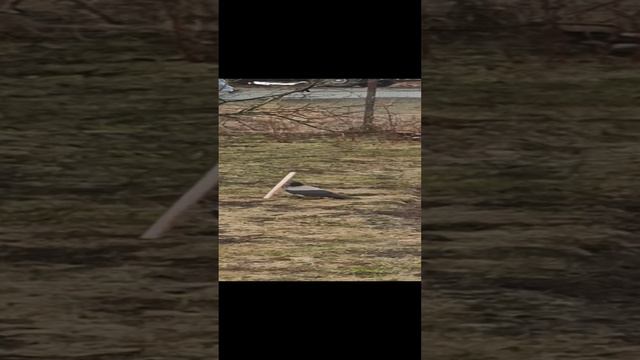 VID_20240426_075608.mp4