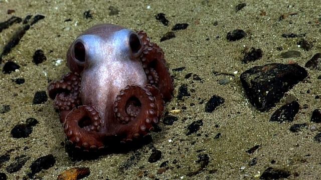 10 Самых необычных органов чувств у животных