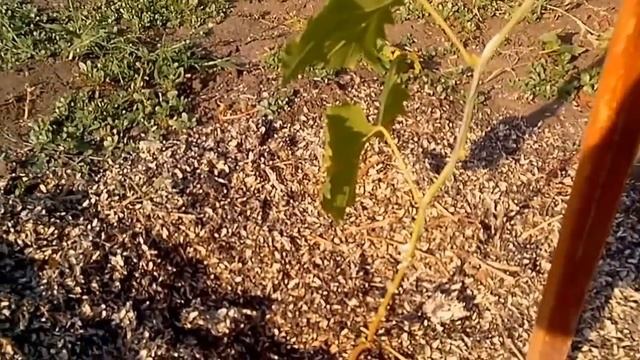 Виноград первый год после посадки