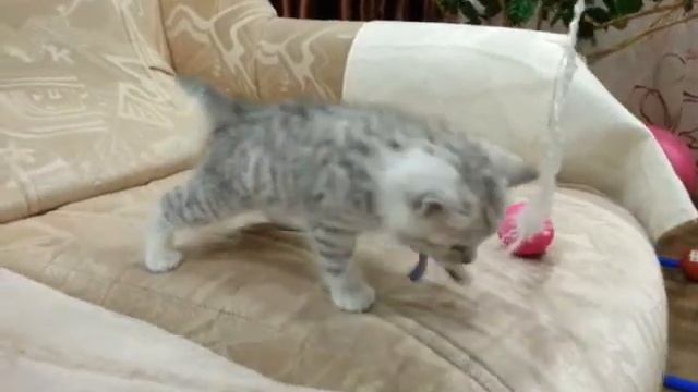 Шотландский котенок Скоттиш-страйт Scottish cat