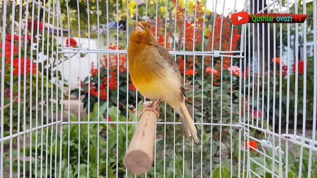HD video training Canary singing training lesson
