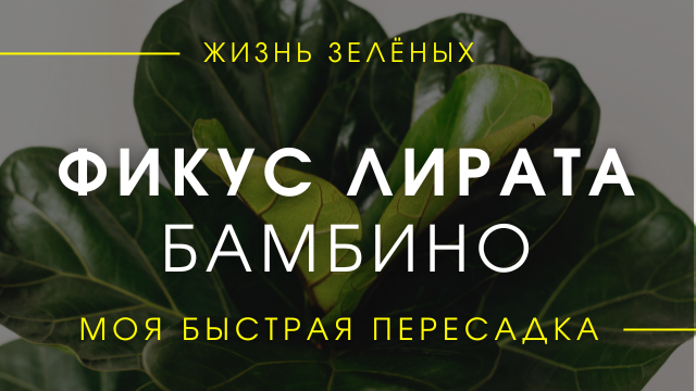 Фикус Лирата Бамбино - быстрая пересадка 3х растений. Про корни, грунт, размер горшка, полив