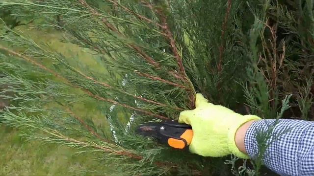 Разваливается скальный можжевельник? Как исправить? Обрезка взрослого можжевельника Skyrocket