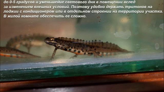 Тритоны средней полосы России. Биология и содержание.