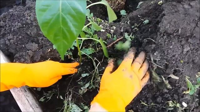 Правильная посадка перца в грунт.