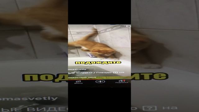 Вирусные видео🤣🤣🤣