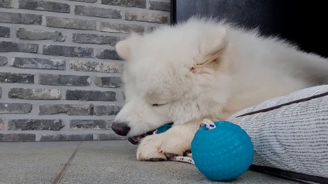 비가 와서 조금 속상한 강아지