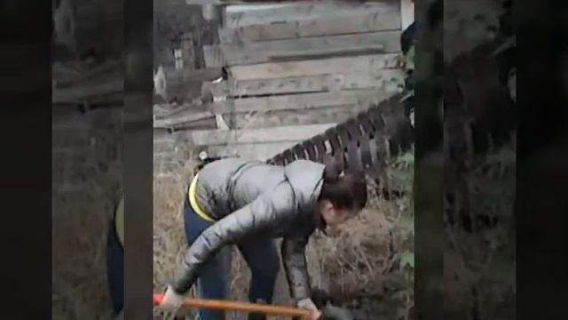 Сажаем семейные клёны.