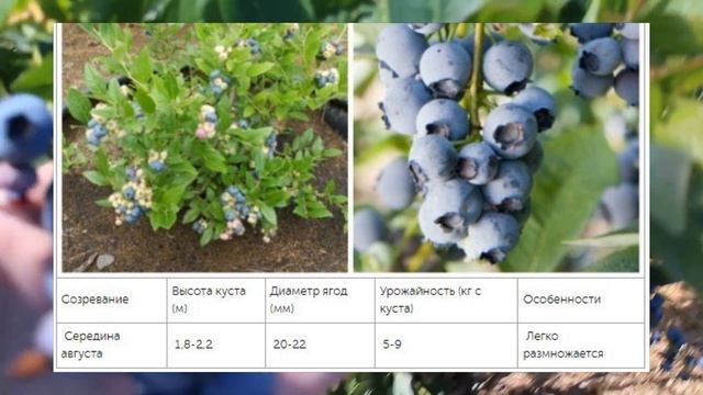 ГОЛУБИКА. 10 СОРТОВ садовой голубики, которые вам обязательно понравятся. УРОЖАЙНЫЕ СОРТА КУСТАРНИК