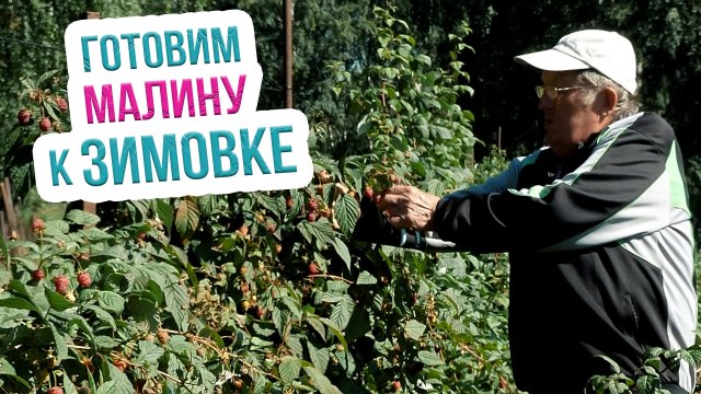 Особенности осеннего ухода за малиной. Обрезка и подкормка малины осенью
