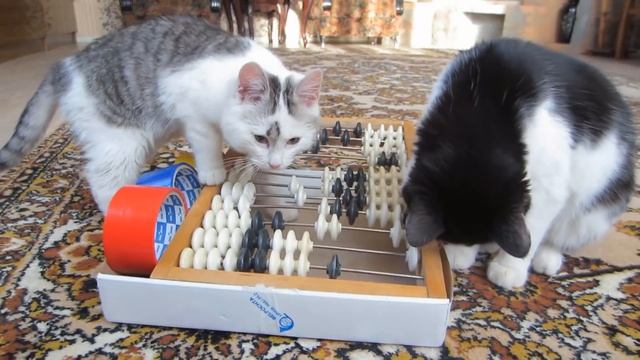 ЧЕЛЛЕНДЖ НАЙДИ КОЛБАСКУ! СМЕШНЫЕ коты МАЛЫШ и Кошка МУРКА! НОВЫЕ ПРИКОЛЫ КОТОВ! Challenge Funny CAT