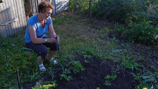 Уход за клубникой после плодоношения. Что делать с клубникой в июле.