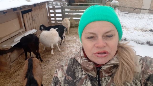 Стоит ли заводить козу в хозяйстве? Чем кормить козу до окота.....?