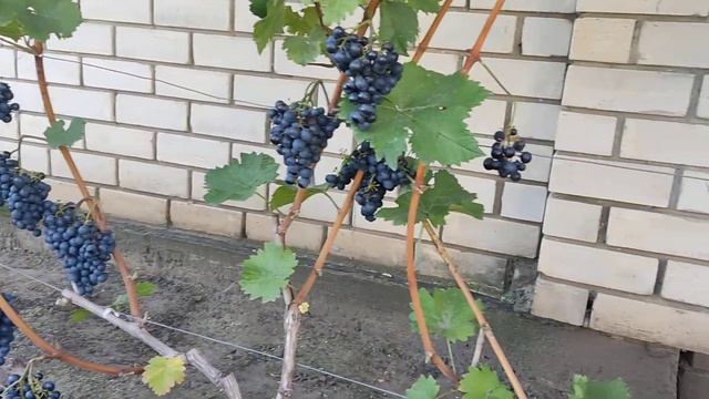 Немецкий технический сорт винограда Монарх. Воронеж. 22.09.23.