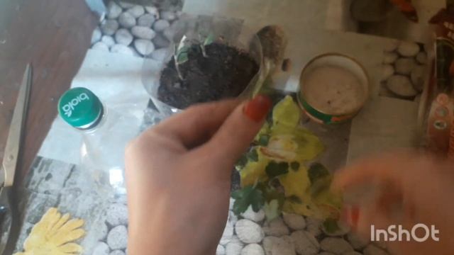 Черенкование хризантем мультифлора осенью. Как черенковать хризантемы.