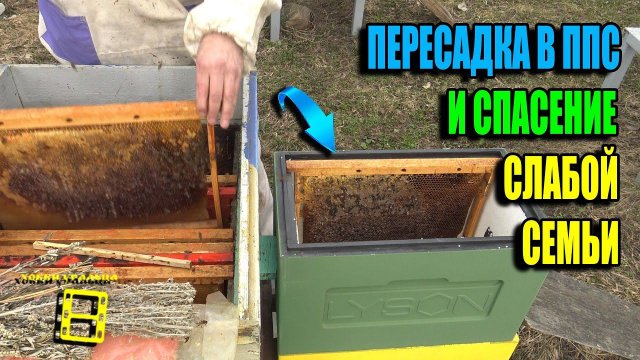 СПАСЕНИЕ СЛАБОЙ ПЧЕЛИНОЙ СЕМЬИ И ПЕРЕСАДКА В НОВЫЙ УЛЕЙ ППС. ДЛЯ НАЧИНАЮЩИХ ПЧЕЛОВОДОВ 24-11