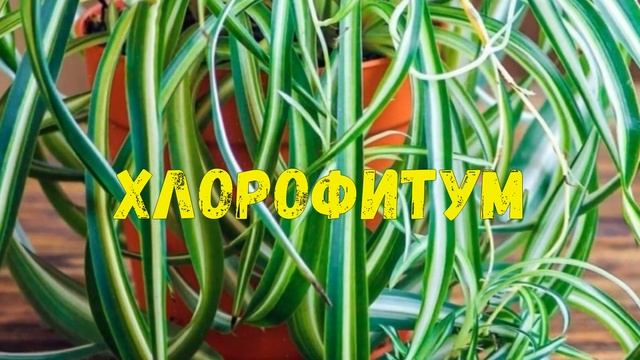 Цветы которые приносят счастье и любовь в дом .