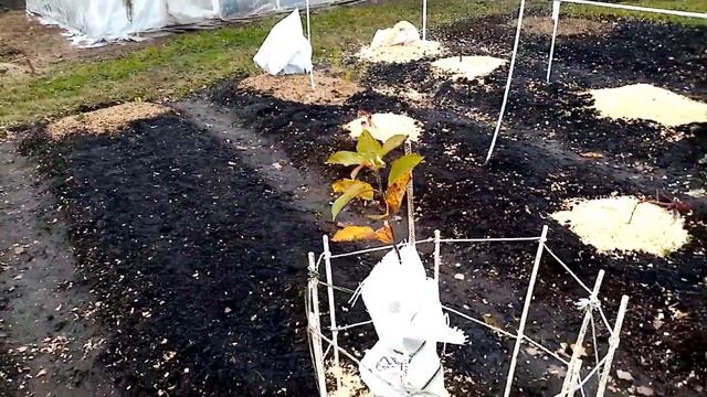Молодой Саженец ЯБЛОНИ укрываю на Зиму МЕШКОМ  12 ноября 2021г.